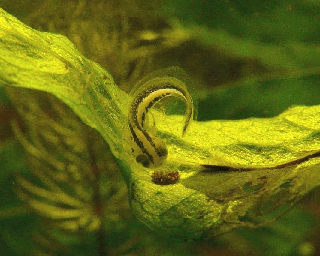 I Terracquari del Centro di Entomologia - Piombino (LI)